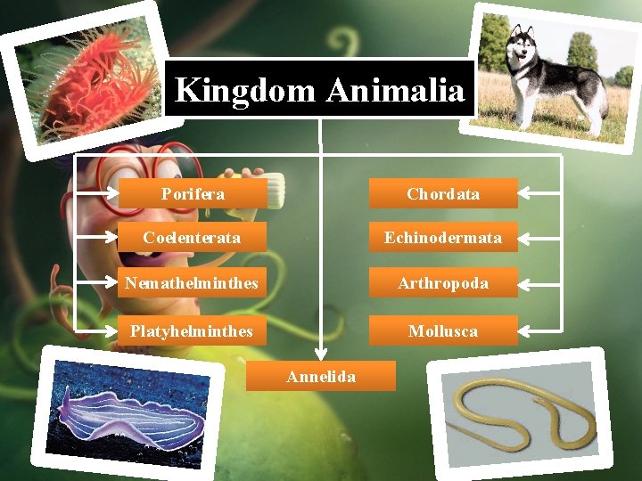 Kingdom Animalia Porifera Chordata Coelenterata Echinodermata Nemathelminthes Arthropoda Platyhelminthes Mollusca Annelida 