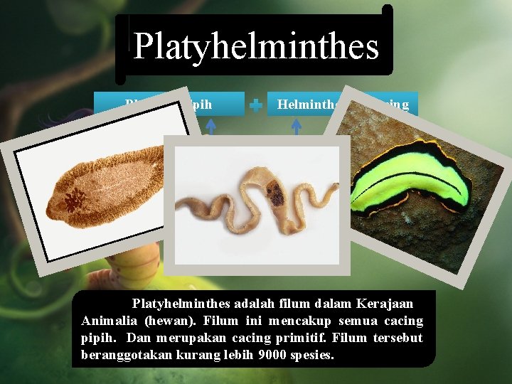 Platyhelminthes Platy => Pipih Helminthes => cacing Platyhelminthes => cacing pipih Platyhelminthes adalah filum