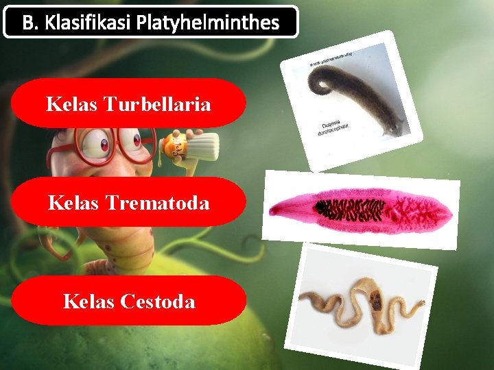 B. Klasifikasi Platyhelminthes Kelas Turbellaria Kelas Trematoda Kelas Cestoda 