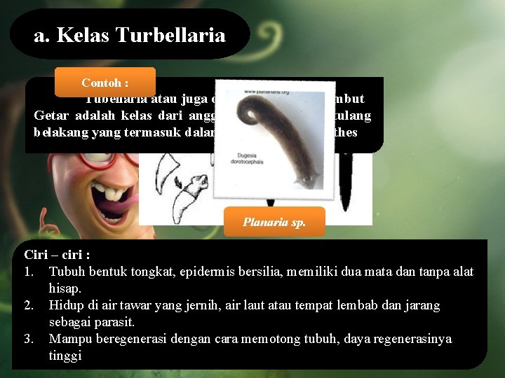 a. Kelas Turbellaria Contoh : Tubellaria atau juga disebut Cacing Berambut Getar adalah kelas