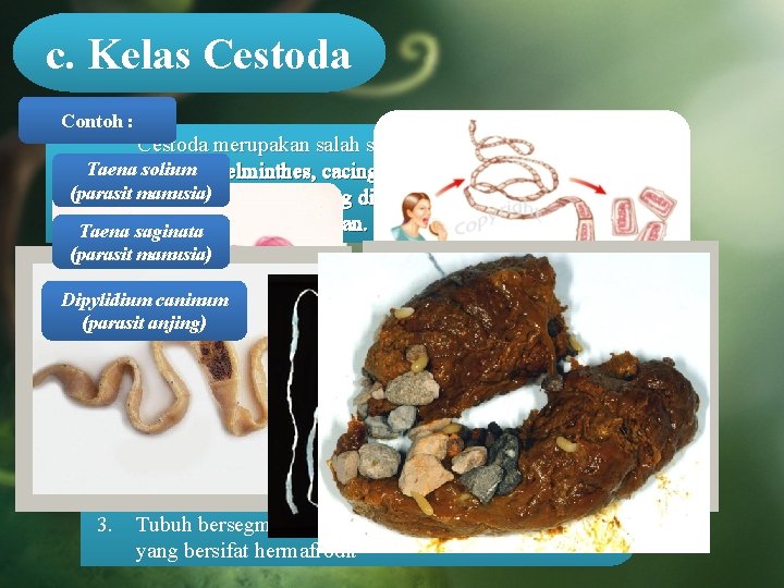 c. Kelas Cestoda Contoh : Cestoda merupakan salah satu kelas yang termasuk ke Taena