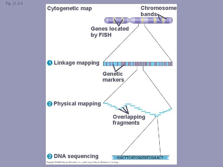 Fig. 21 -2 -4 Chromosome bands Cytogenetic map Genes located by FISH 1 Linkage