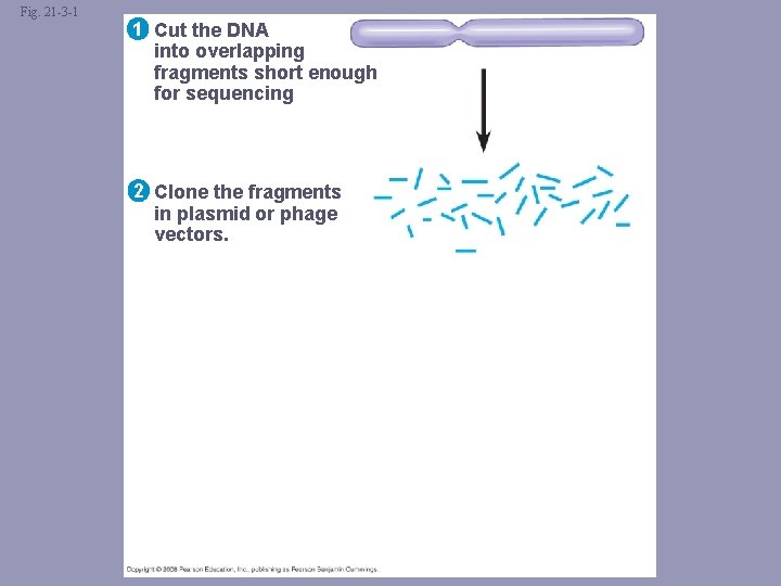 Fig. 21 -3 -1 1 Cut the DNA into overlapping fragments short enough for