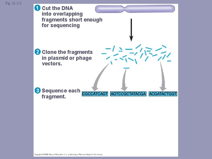 Fig. 21 -3 -2 1 Cut the DNA into overlapping fragments short enough for