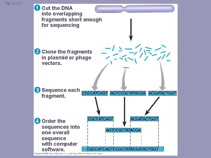 Fig. 21 -3 -3 1 Cut the DNA into overlapping fragments short enough for