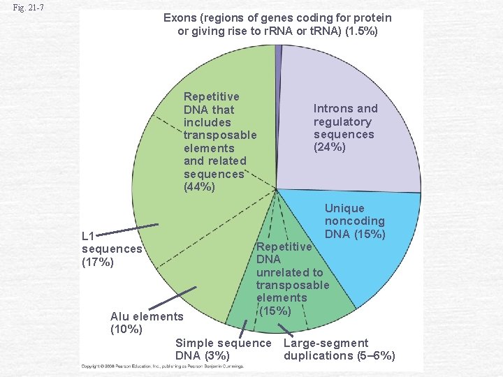 Fig. 21 -7 Exons (regions of genes coding for protein or giving rise to