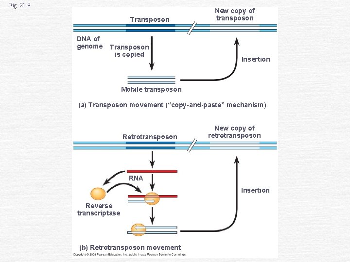 Fig. 21 -9 Transposon DNA of genome Transposon is copied New copy of transposon