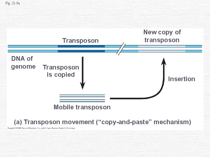 Fig. 21 -9 a Transposon DNA of genome Transposon is copied New copy of