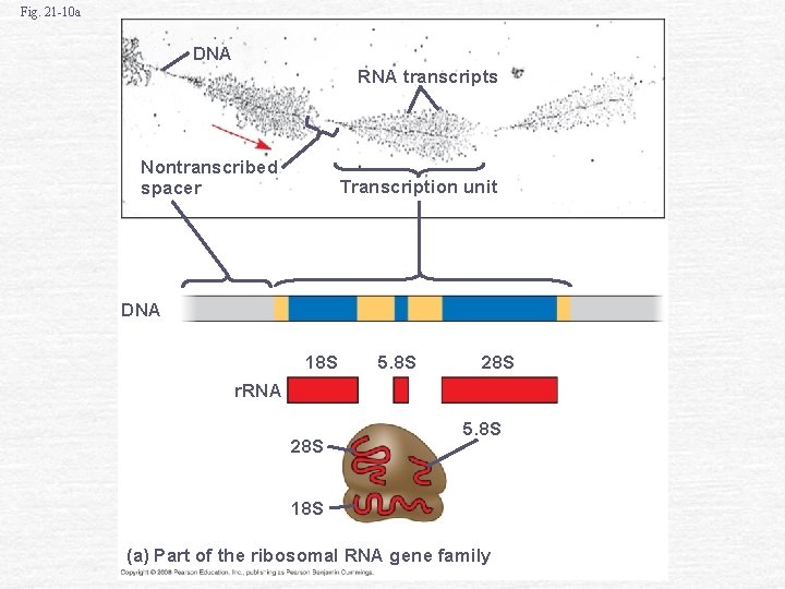 Fig. 21 -10 a DNA RNA transcripts Nontranscribed spacer Transcription unit DNA 18 S