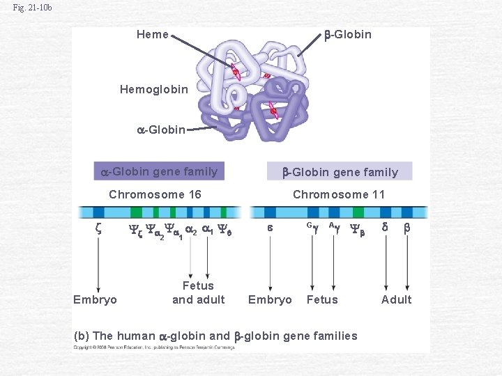 Fig. 21 -10 b -Globin Heme Hemoglobin -Globin gene family Chromosome 16 Embryo 2