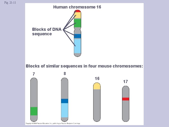 Fig. 21 -11 Human chromosome 16 Blocks of DNA sequence Blocks of similar sequences