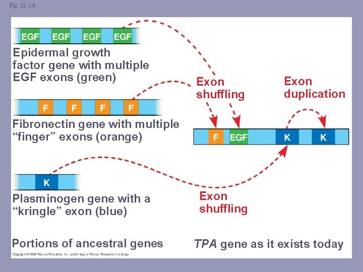 Fig. 21 -14 Epidermal growth factor gene with multiple EGF exons (green) Exon shuffling