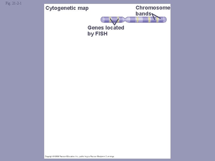Fig. 21 -2 -1 Cytogenetic map Genes located by FISH Chromosome bands 