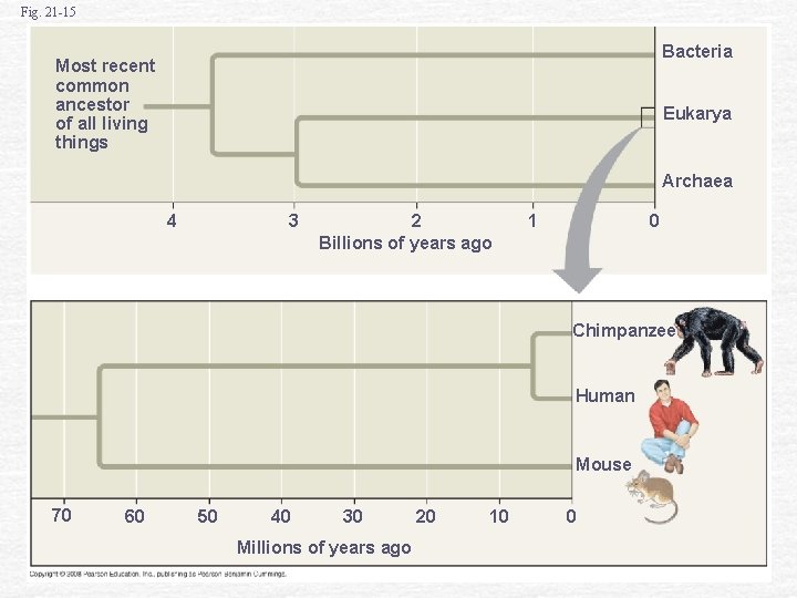 Fig. 21 -15 Bacteria Most recent common ancestor of all living things Eukarya Archaea