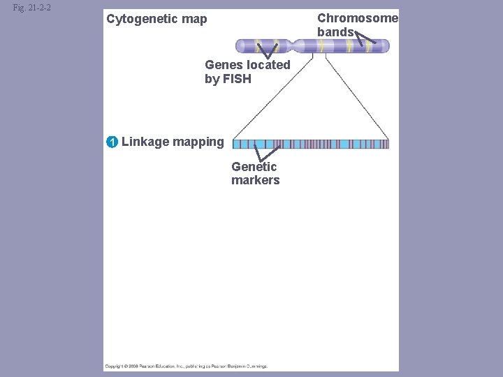Fig. 21 -2 -2 Chromosome bands Cytogenetic map Genes located by FISH 1 Linkage