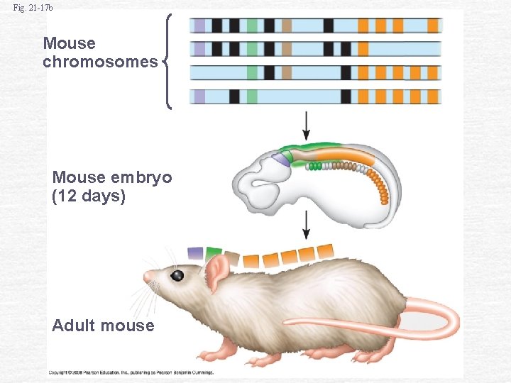 Fig. 21 -17 b Mouse chromosomes Mouse embryo (12 days) Adult mouse 