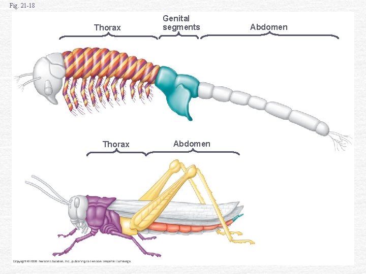 Fig. 21 -18 Thorax Genital segments Abdomen 