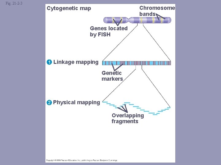 Fig. 21 -2 -3 Chromosome bands Cytogenetic map Genes located by FISH 1 Linkage