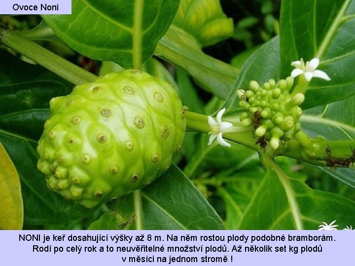 Ovoce Noni NONI je keř dosahující výšky až 8 m. Na něm rostou plody