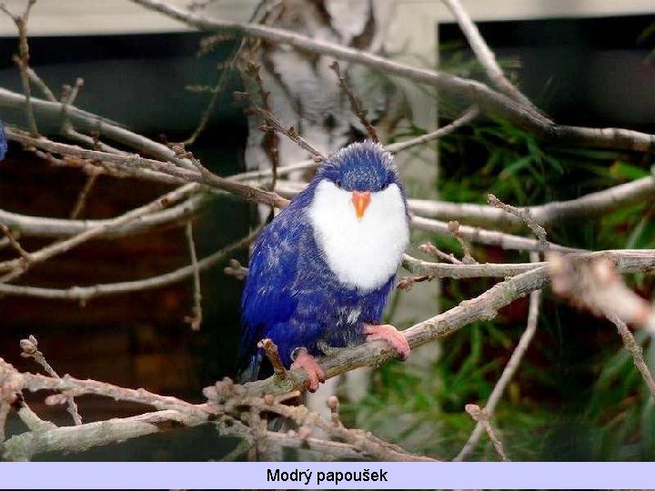 Modrý papoušek 