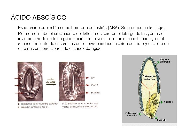 ÁCIDO ABSCÍSICO Es un ácido que actúa como hormona del estrés (ABA). Se produce