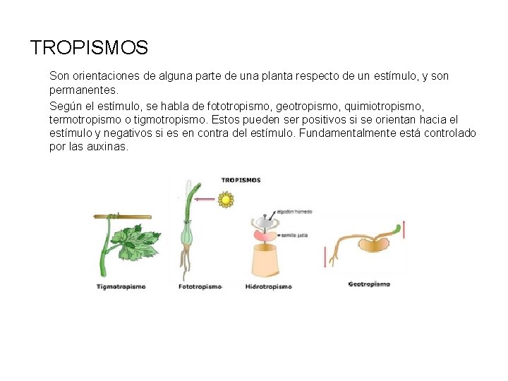 TROPISMOS Son orientaciones de alguna parte de una planta respecto de un estímulo, y