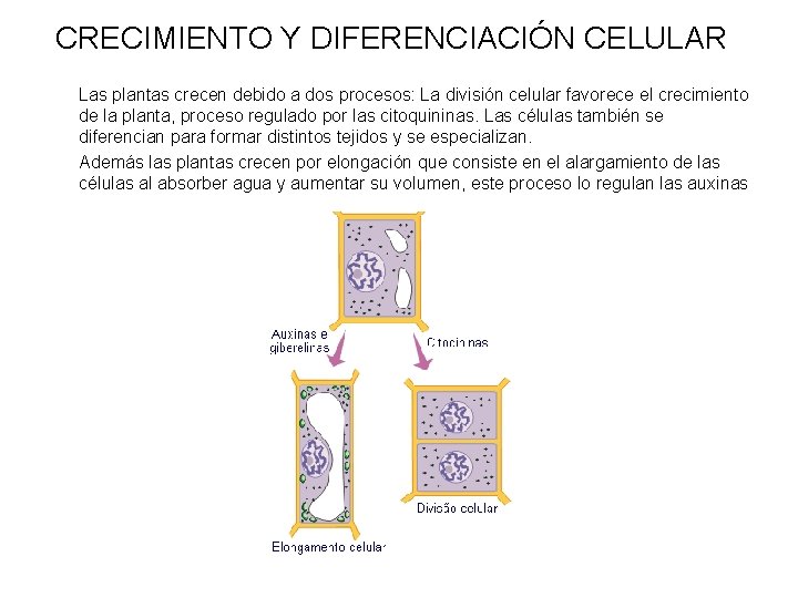 CRECIMIENTO Y DIFERENCIACIÓN CELULAR Las plantas crecen debido a dos procesos: La división celular