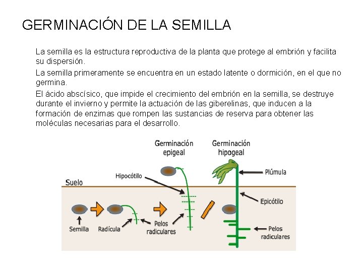 GERMINACIÓN DE LA SEMILLA La semilla estructura reproductiva de la planta que protege al