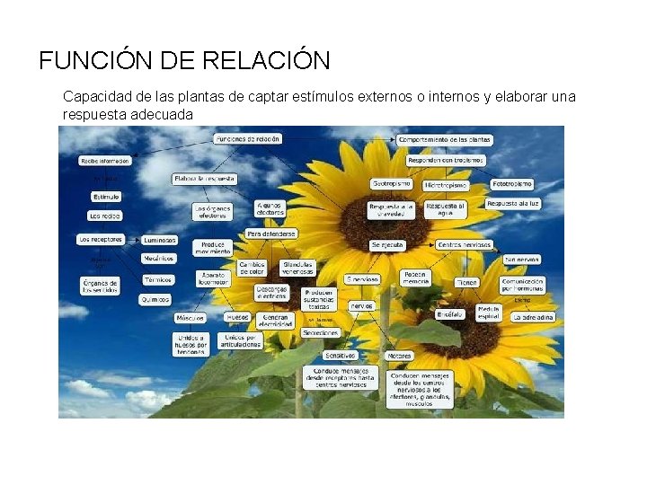 FUNCIÓN DE RELACIÓN Capacidad de las plantas de captar estímulos externos o internos y