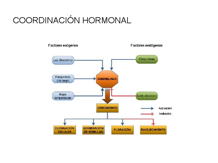 COORDINACIÓN HORMONAL 
