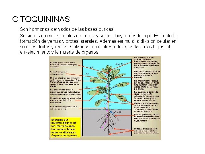 CITOQUININAS Son hormonas derivadas de las bases púricas. Se sintetizan en las células de