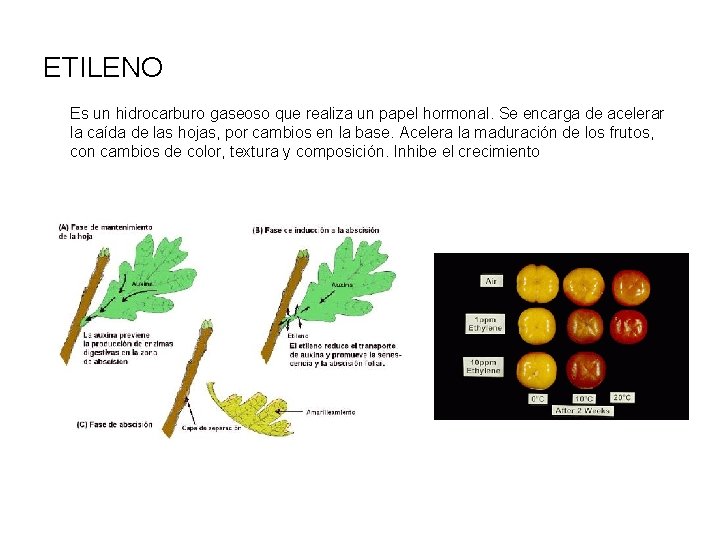 ETILENO Es un hidrocarburo gaseoso que realiza un papel hormonal. Se encarga de acelerar