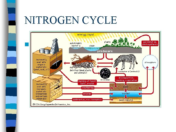 NITROGEN CYCLE n Nitrogen Cycle 