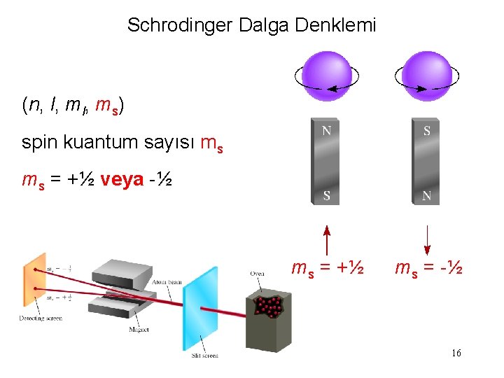 Schrodinger Dalga Denklemi (n, l, ms) spin kuantum sayısı ms ms = +½ veya