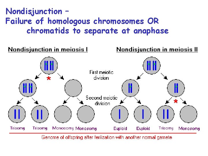Phases of Meiosis Figure 11 15 Meiosis Section