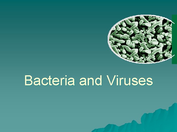 Bacteria and Viruses 