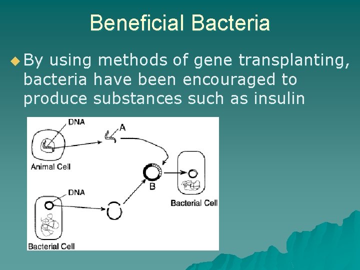Beneficial Bacteria u By using methods of gene transplanting, bacteria have been encouraged to