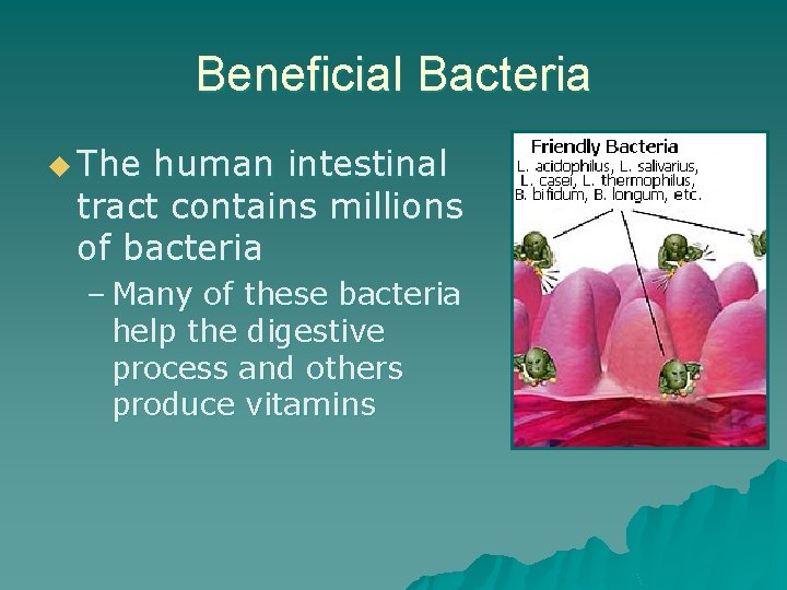 Beneficial Bacteria u The human intestinal tract contains millions of bacteria – Many of