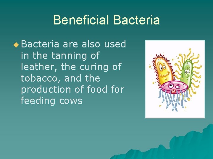 Beneficial Bacteria u Bacteria are also used in the tanning of leather, the curing