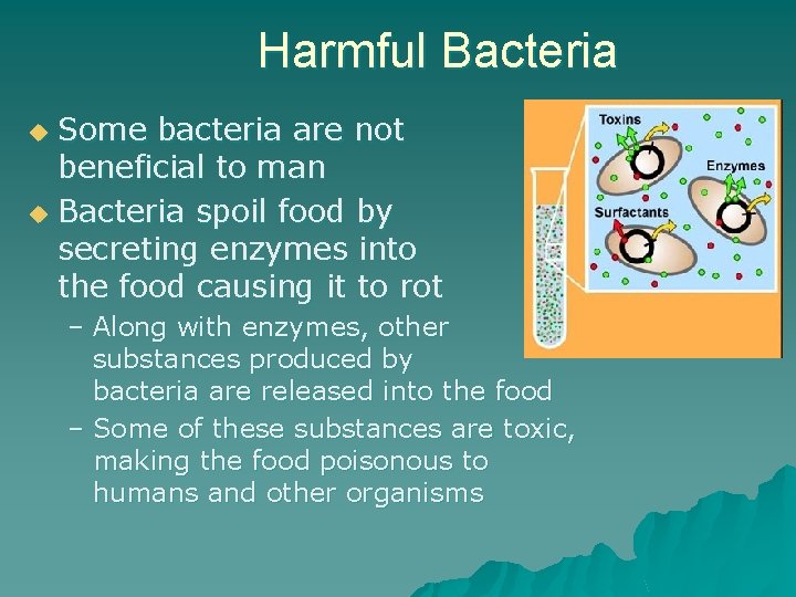 Harmful Bacteria Some bacteria are not beneficial to man u Bacteria spoil food by