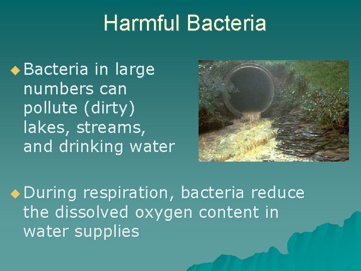 Harmful Bacteria u Bacteria in large numbers can pollute (dirty) lakes, streams, and drinking
