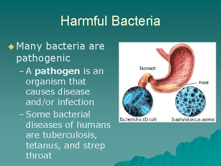 Harmful Bacteria u Many bacteria are pathogenic – A pathogen is an organism that