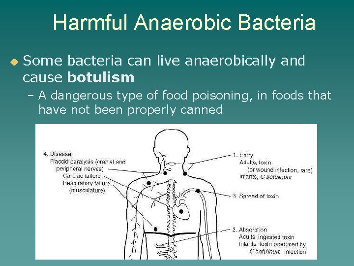 Harmful Anaerobic Bacteria u Some bacteria can live anaerobically and cause botulism – A