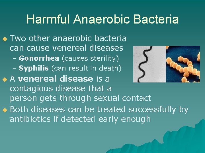 Harmful Anaerobic Bacteria u Two other anaerobic bacteria can cause venereal diseases – Gonorrhea