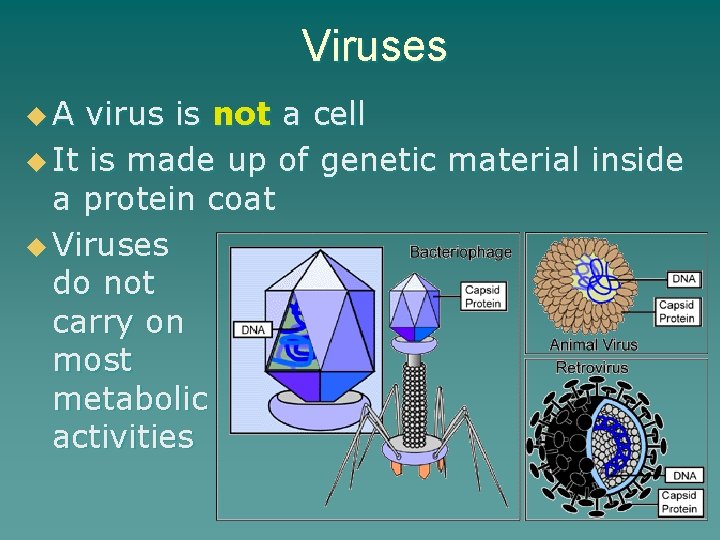 Viruses u. A virus is not a cell u It is made up of