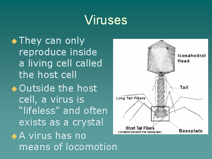 Viruses u They can only reproduce inside a living cell called the host cell
