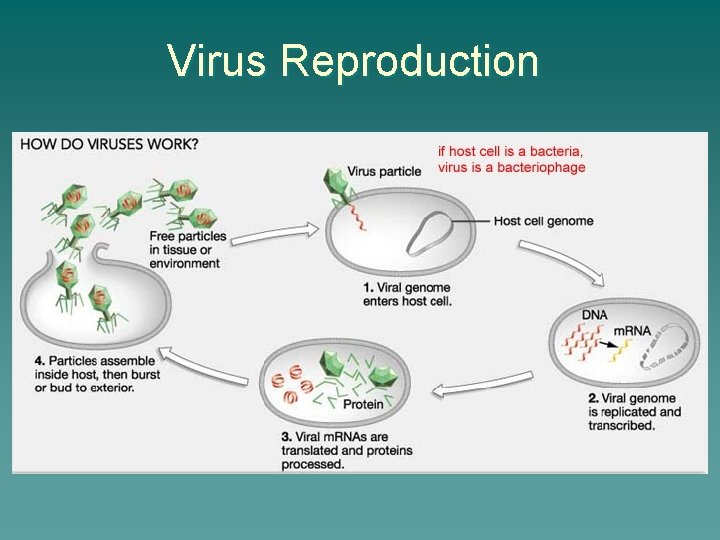 Virus Reproduction 