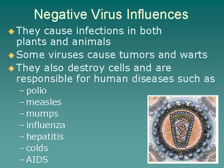 Negative Virus Influences u They cause infections in both plants and animals u Some