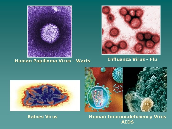 Human Papilloma Virus - Warts Rabies Virus Influenza Virus - Flu Human Immunodeficiency Virus