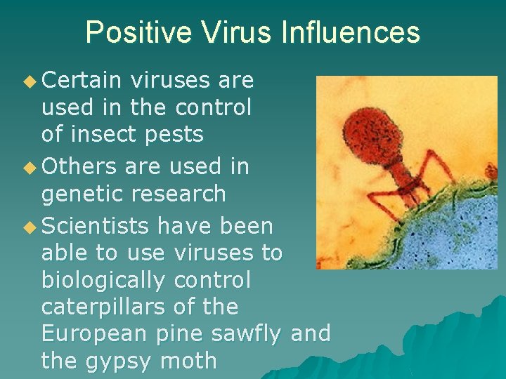 Positive Virus Influences u Certain viruses are used in the control of insect pests